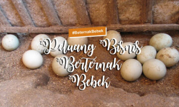 PELUANG BISNIS BETERNAK BEBEK