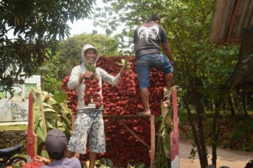 Panen raya rambutan di Subang