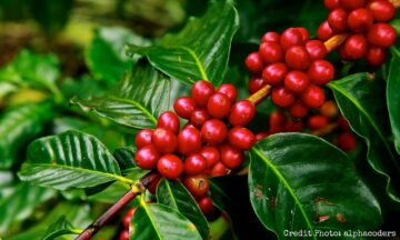 baru-10-tahun-berdiri-kabupaten-ini-sudah-patenkan-kopi-unggulannya
