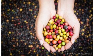 Kebangkitan Tanah Surga Kopi Penuh Nestapa