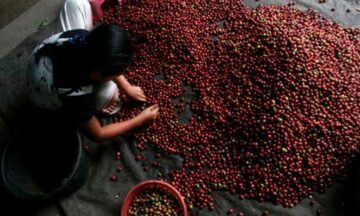 ternyata-kopi-starbucks-pun-menggunakan-kopi-asli-indonesia-ini