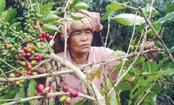 woww-kopi-ini-sudah-mendunia-sebelum-indonesia-merdeka