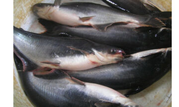 Peluang Bisnis Budidaya Ikan Patin, Untung 30Jt Sekali Panen!