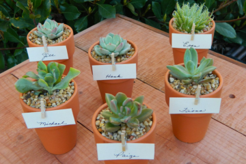 Bisnis Kaktus Hias Peluang Usaha Rumahan Menguntungkan