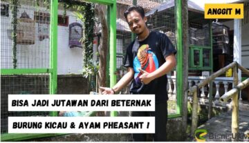 Bisa-Jadi-Jutawan-Dari-Beternak-Burung-Kicau-Ayam-Pheasant
