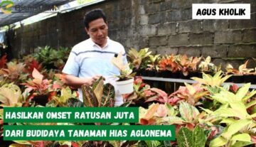 Hasilkan-Omset-Ratusan-Juta-Dari-Budidaya-Tanaman-Hias-Aglonema