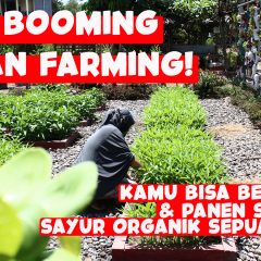 Konsep-Urban-Farming-Pertanian-Ramah-Lingkungan-Di-Caping-Merapi