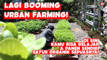 Konsep-Urban-Farming-Pertanian-Ramah-Lingkungan-Di-Caping-Merapi