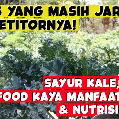 Sayur-Kale-Superfood-Kaya-Manfaat-Nutrisi-Bisnis-Yang-Masih-Jarang-Kompetitornya