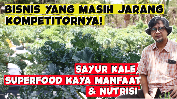 Sayur-Kale-Superfood-Kaya-Manfaat-Nutrisi-Bisnis-Yang-Masih-Jarang-Kompetitornya