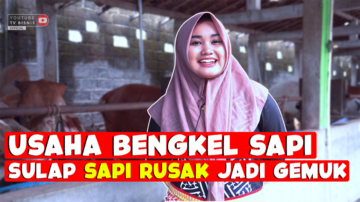 Bengkel Sapi Kalijeruk, Sulap Sapi Kurus Jadi Sehat Bugar!