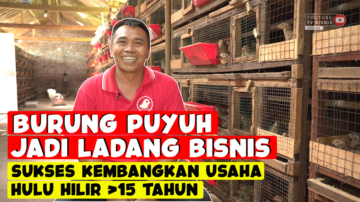 Panen Untung Menjanjikan dari Bisnis Ternak Burung Puyuh