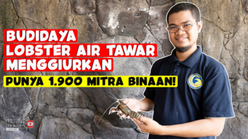 Punya Ribuan Mitra dari Budidaya Lobster Air Tawar yang Menggiurkan!
