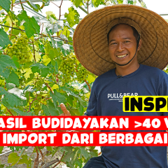 Sukses Bisnis Budidaya Anggur Impor Sampai Puluhan Varietas!