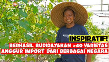 Sukses Bisnis Budidaya Anggur Impor Sampai Puluhan Varietas!
