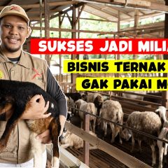 Kisah Sukses Bisnis Ternak Domba Nggak Pake Modal!
