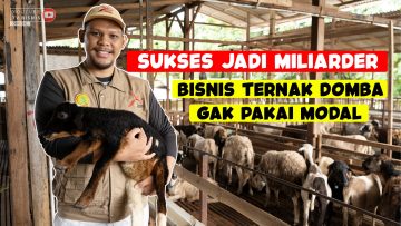 Kisah Sukses Bisnis Ternak Domba Nggak Pake Modal!