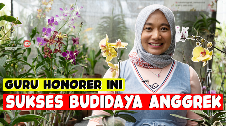 Kisah Sukses Guru Honorer Bisnis Budidaya Tanaman Anggrek