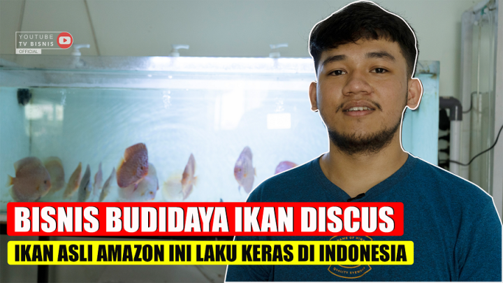 Budidaya Ikan Discus Asal Amazon Laku Keras di Indonesia!