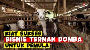 Kiat Sukses Cara Ternak Domba Buat Pemula Anti Gagal!