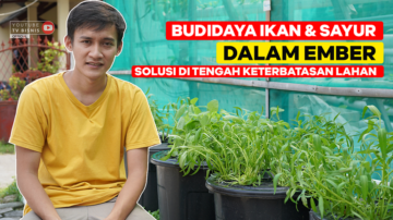 Budidaya Ikan Dalam Ember, Solusi di Tengah Keterbatasan