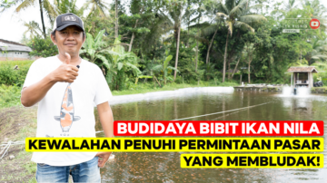 Budidaya Pembibitan Ikan Nila