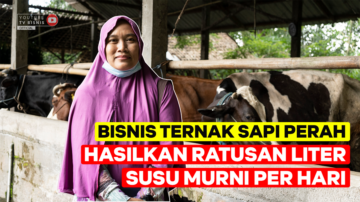 Ternak Sapi Perah Hasilkan Ratusan Liter Susu Murni Perhari