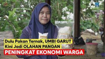 dulu-pakan-ternak-kini-umbi-garut-jadi-olahan-pangan